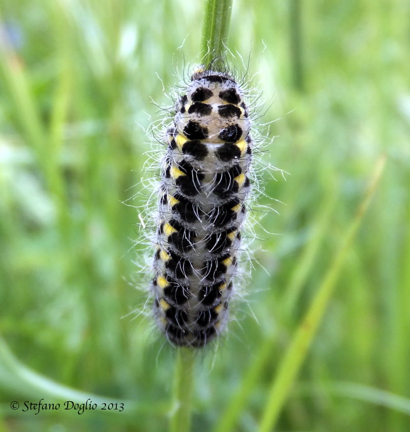 larva da identificare - prateria alpina